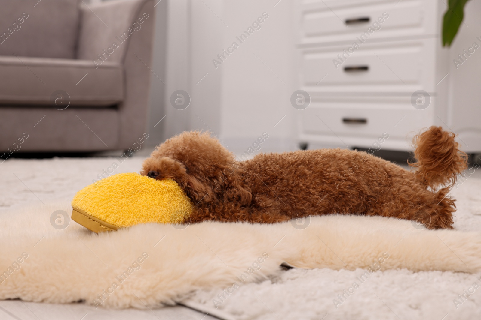 Photo of Cute Maltipoo dog gnawing yellow slipper at home, space for text. Lovely pet