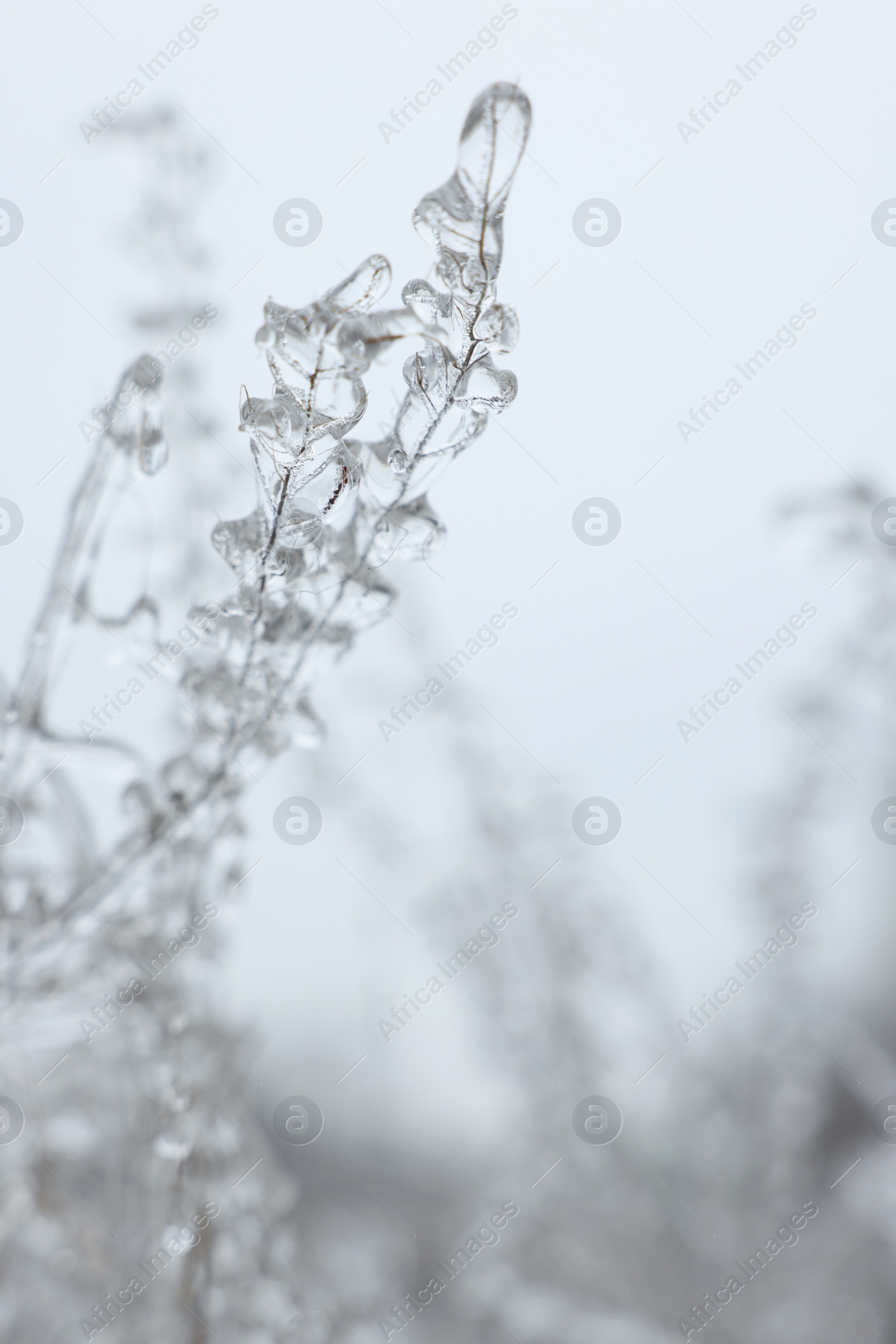 Photo of Plants in ice glaze outdoors on winter day, closeup. Space for text