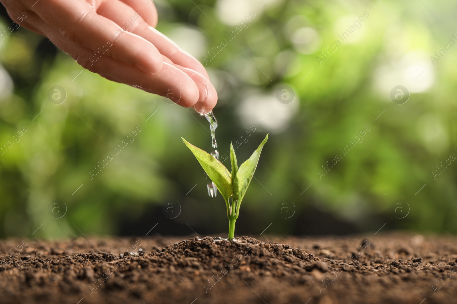 Photo of Farmer pouring water on young seedling in soil against blurred background, closeup. Space for text