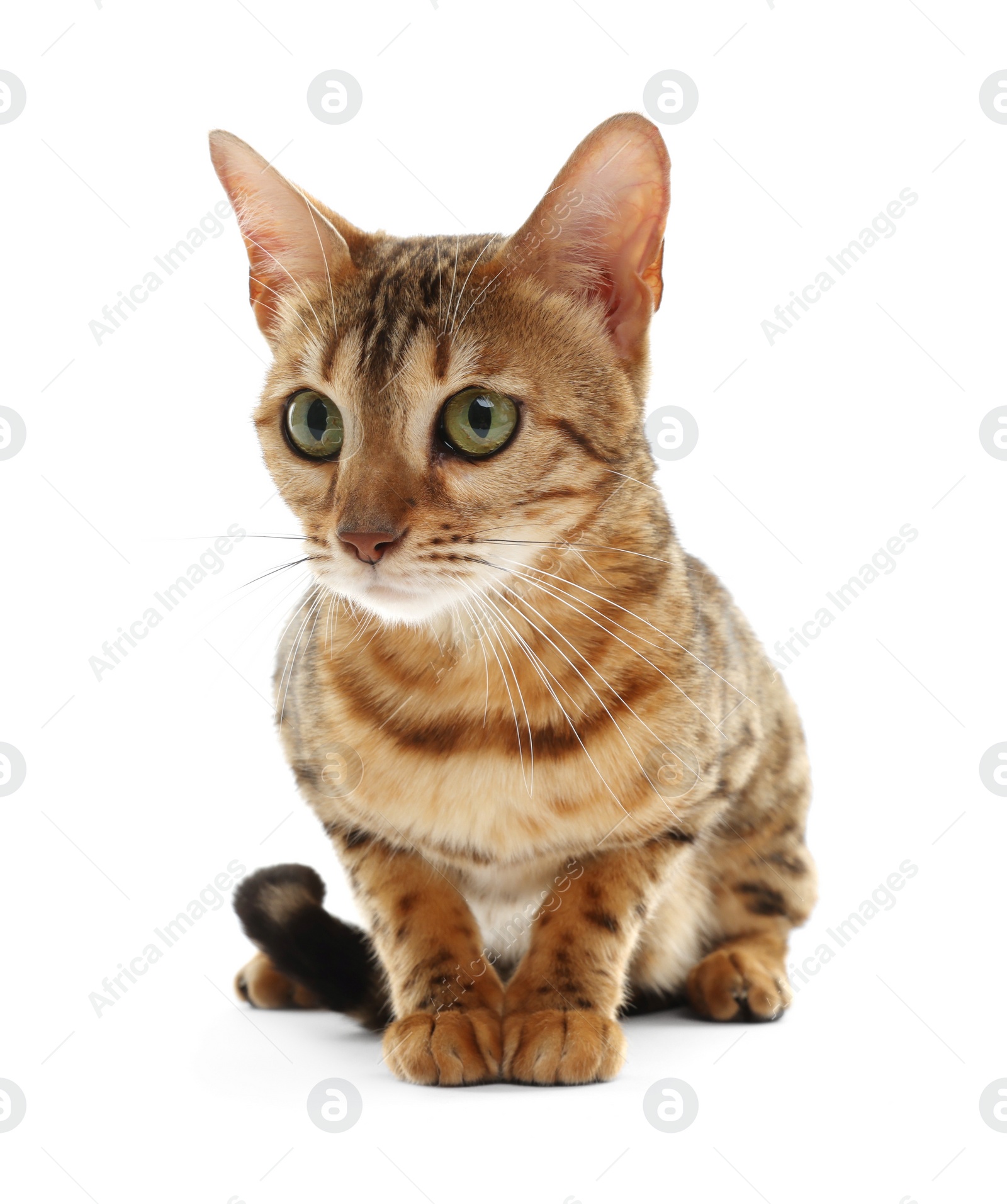 Photo of Cute Bengal cat on white background. Adorable pet