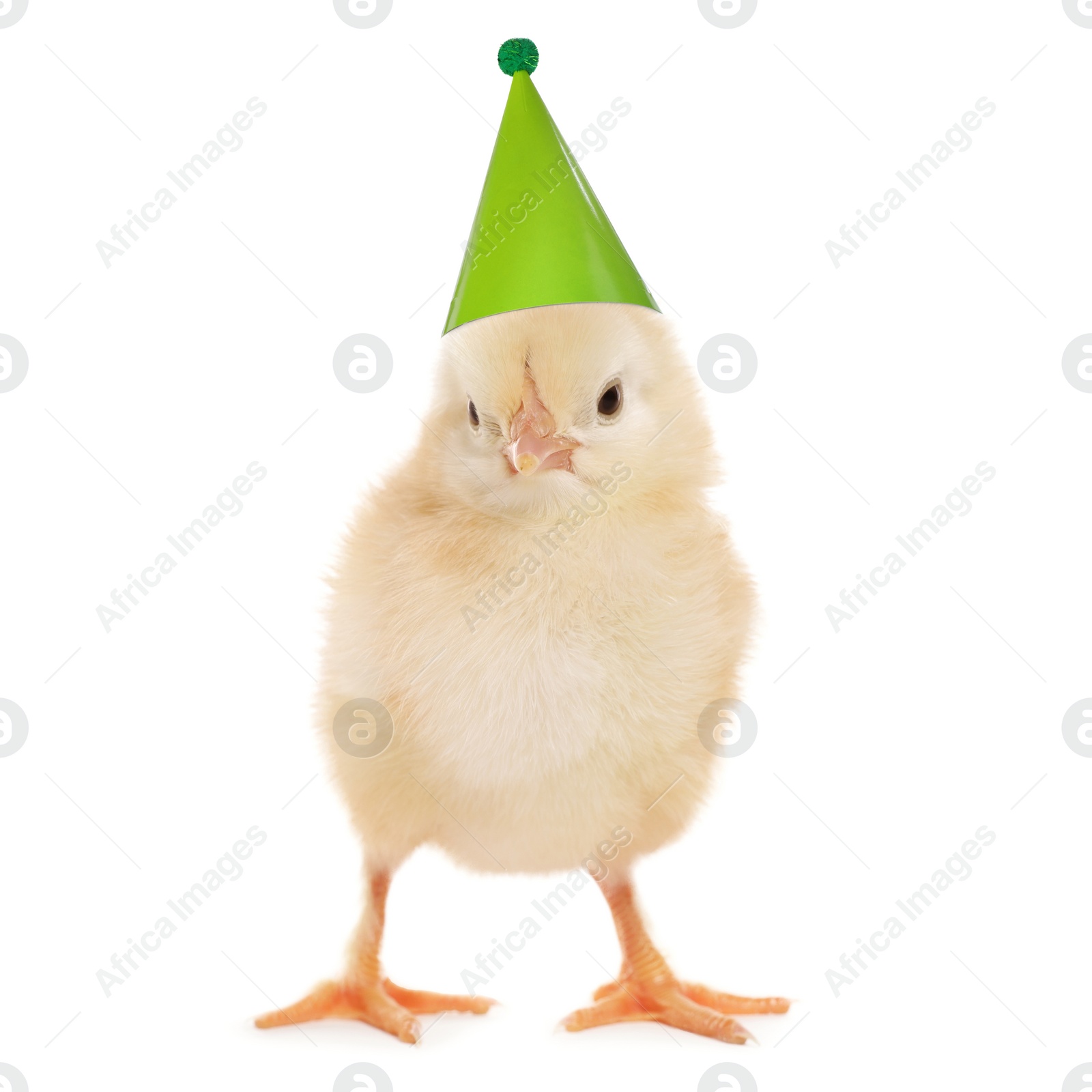 Image of Cute chick with party hat on white background