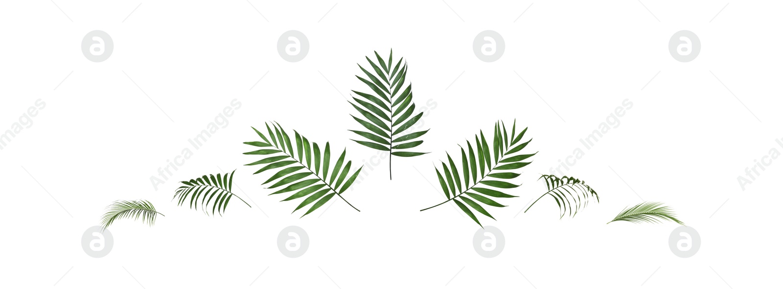 Image of Set of tropical leaves on white background. Banner design