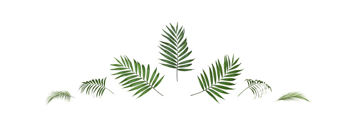 Image of Set of tropical leaves on white background. Banner design