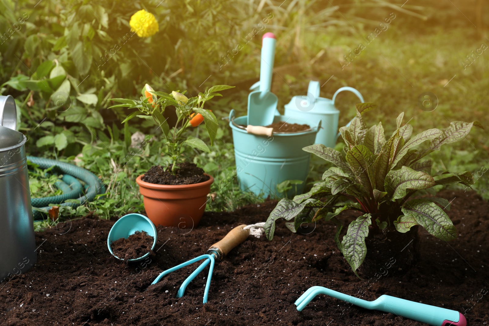 Photo of Beautiful plants and gardening tools on soil at backyard