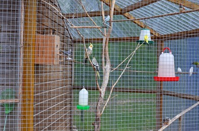Photo of Different beautiful exotic birds in outdoor aviary