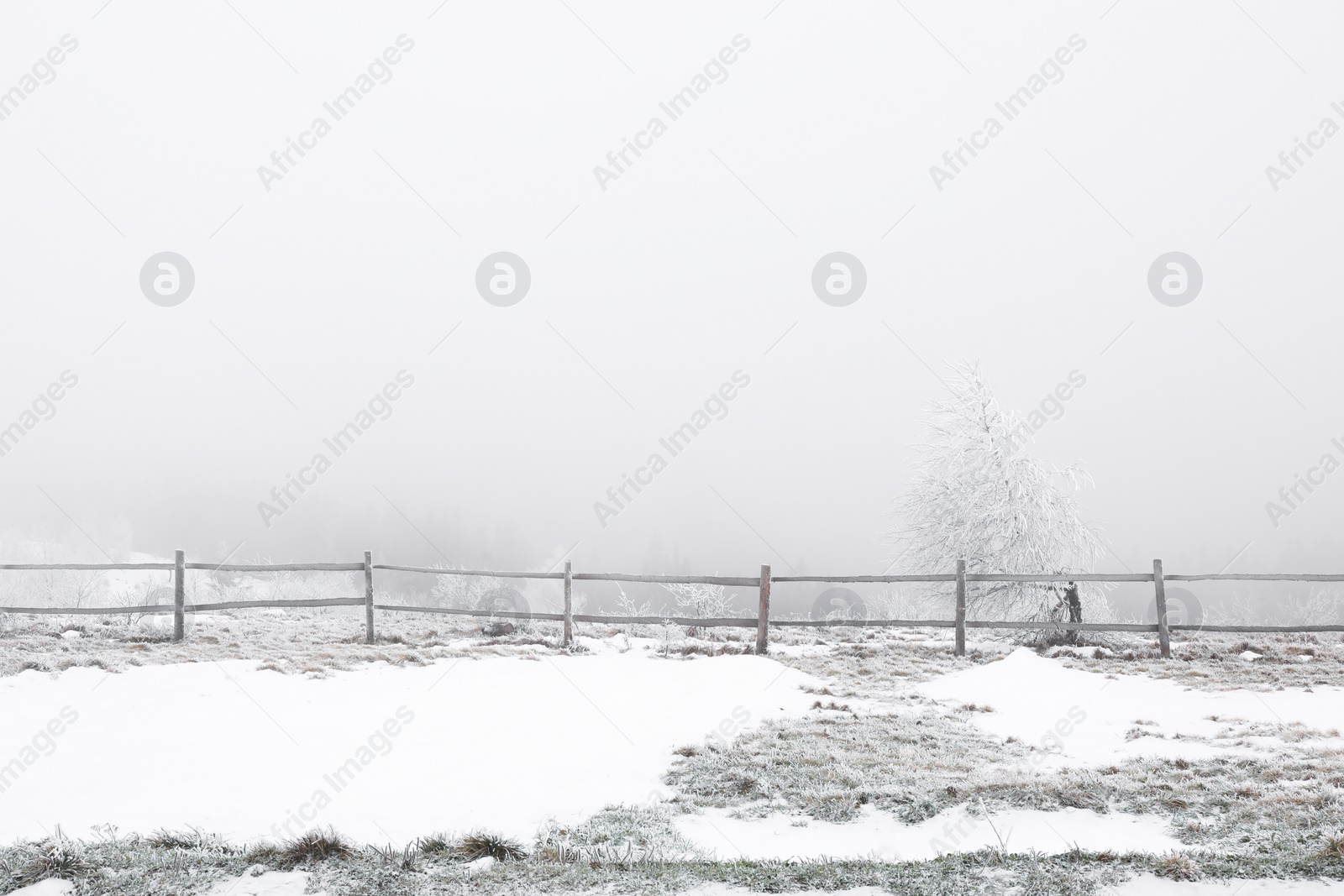 Photo of View of wooden fence, tree and plants covered with snow outdoors on winter day