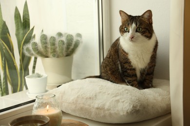 Photo of Cute cat and burning candle on window sill at home. Adorable pet