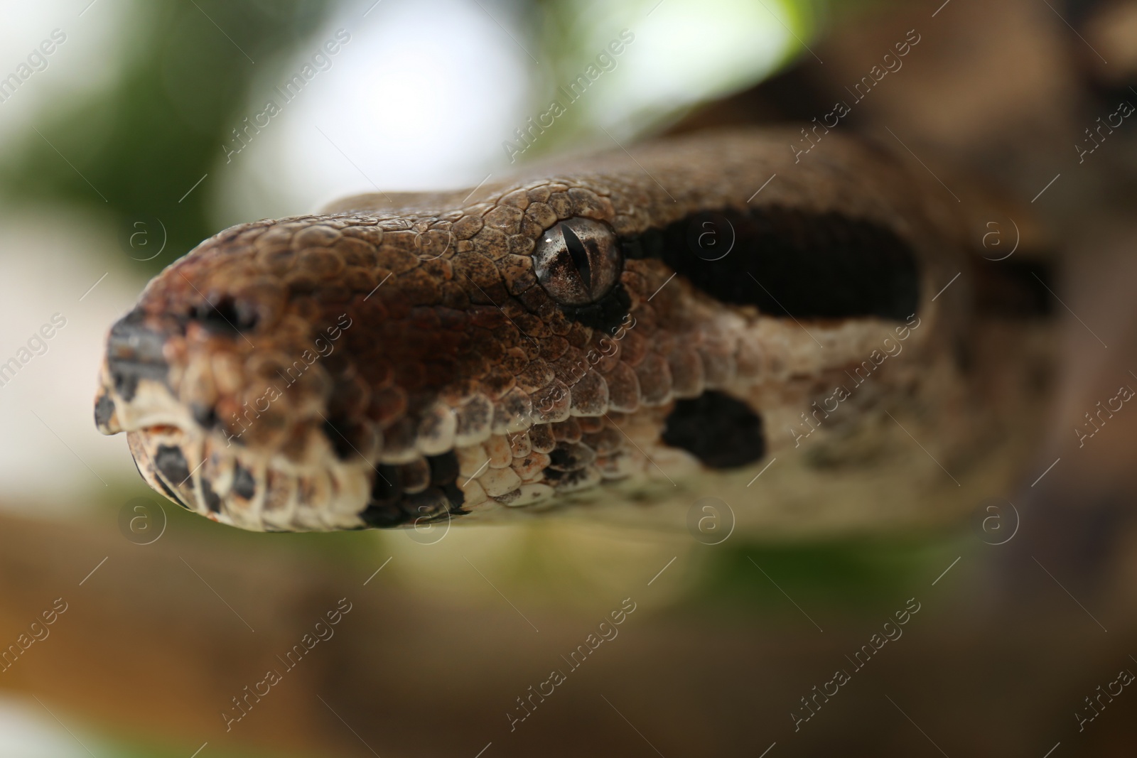 Photo of Brown boa constrictor outdoors, closeup. Exotic snake