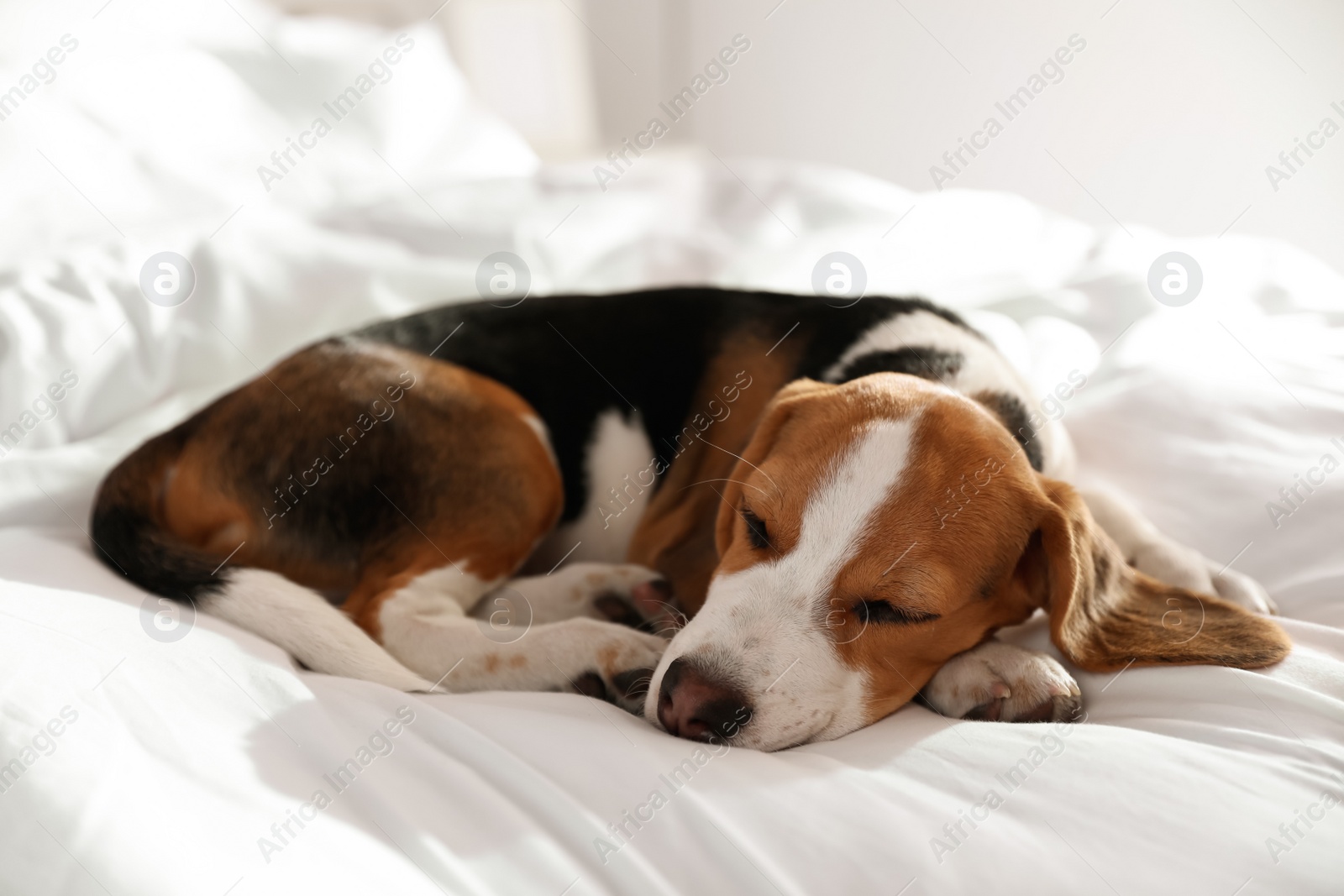 Photo of Cute Beagle puppy sleeping on bed. Adorable pet