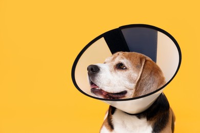 Photo of Adorable Beagle dog wearing medical plastic collar on orange background. Space for text