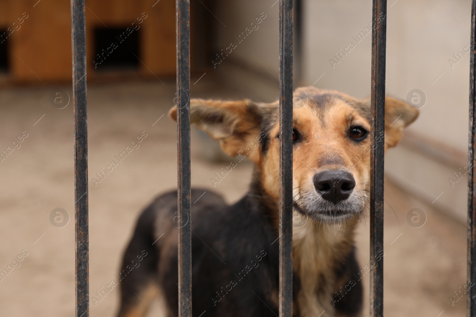 Photo of Homeless dog in cage at animal shelter outdoors. Concept of volunteering