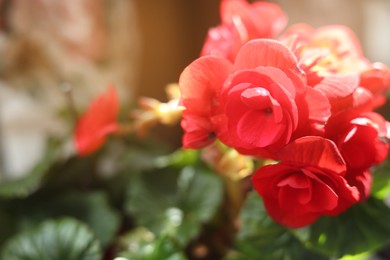 Geranium plant with beautiful red flowers on blurred background, closeup. Space for text