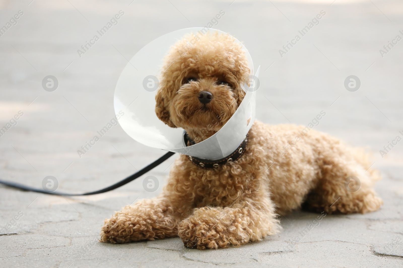 Photo of Cute Maltipoo dog with Elizabethan collar lying on pavement outdoors