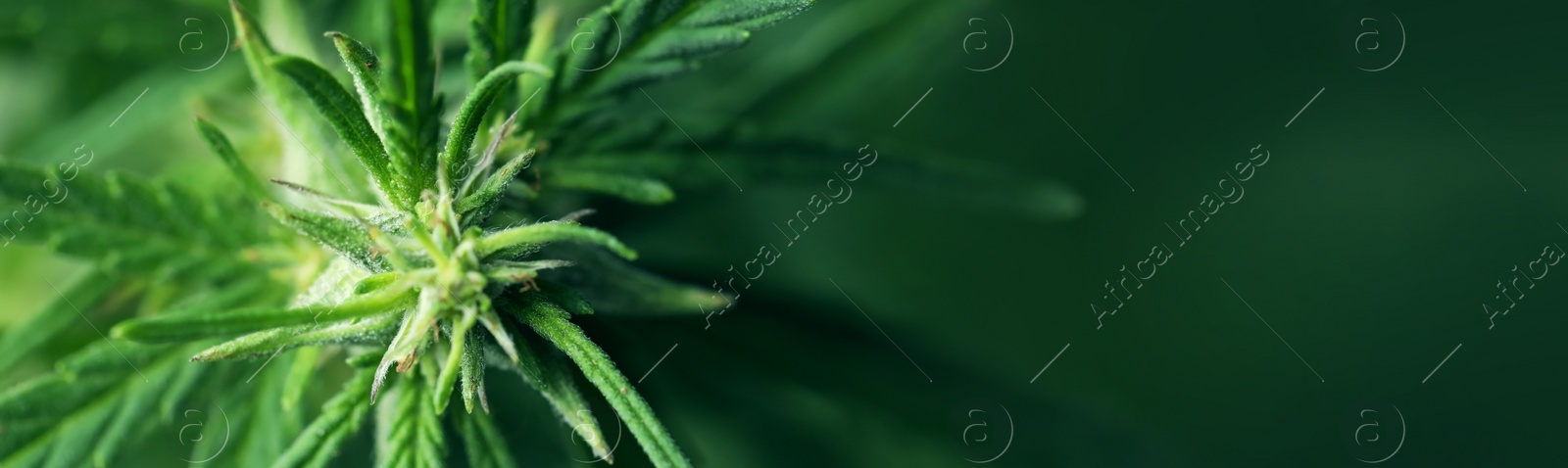 Image of Green hemp on blurred background, closeup. Banner design with space for text