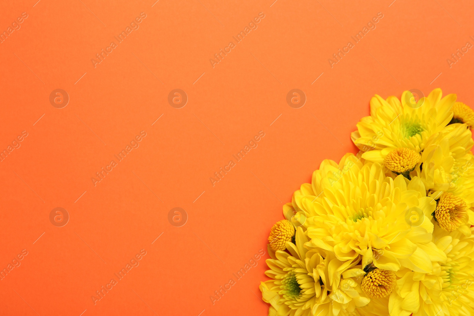 Photo of Beautiful yellow chrysanthemum flowers on orange background, top view. Space for text