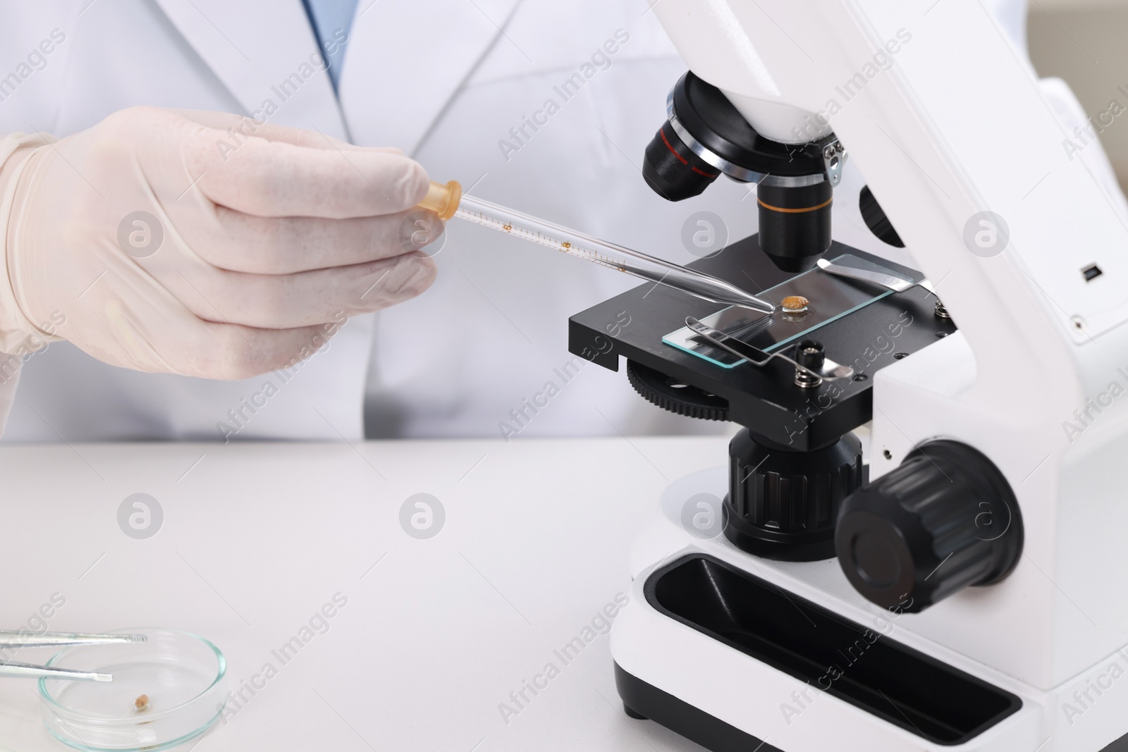 Photo of Quality control. Food inspector examining wheat grain under microscope in laboratory, closeup