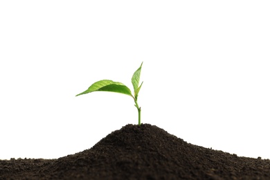 Young plant in fertile soil on white background. Gardening time