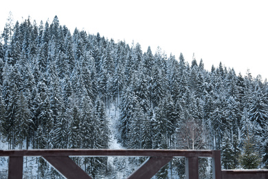 Beautiful view of conifer forest on snowy winter day