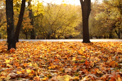 Photo of Beautiful colorful leaves on ground in park. Autumn season