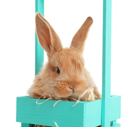 Adorable furry Easter bunny in decorative basket on white background