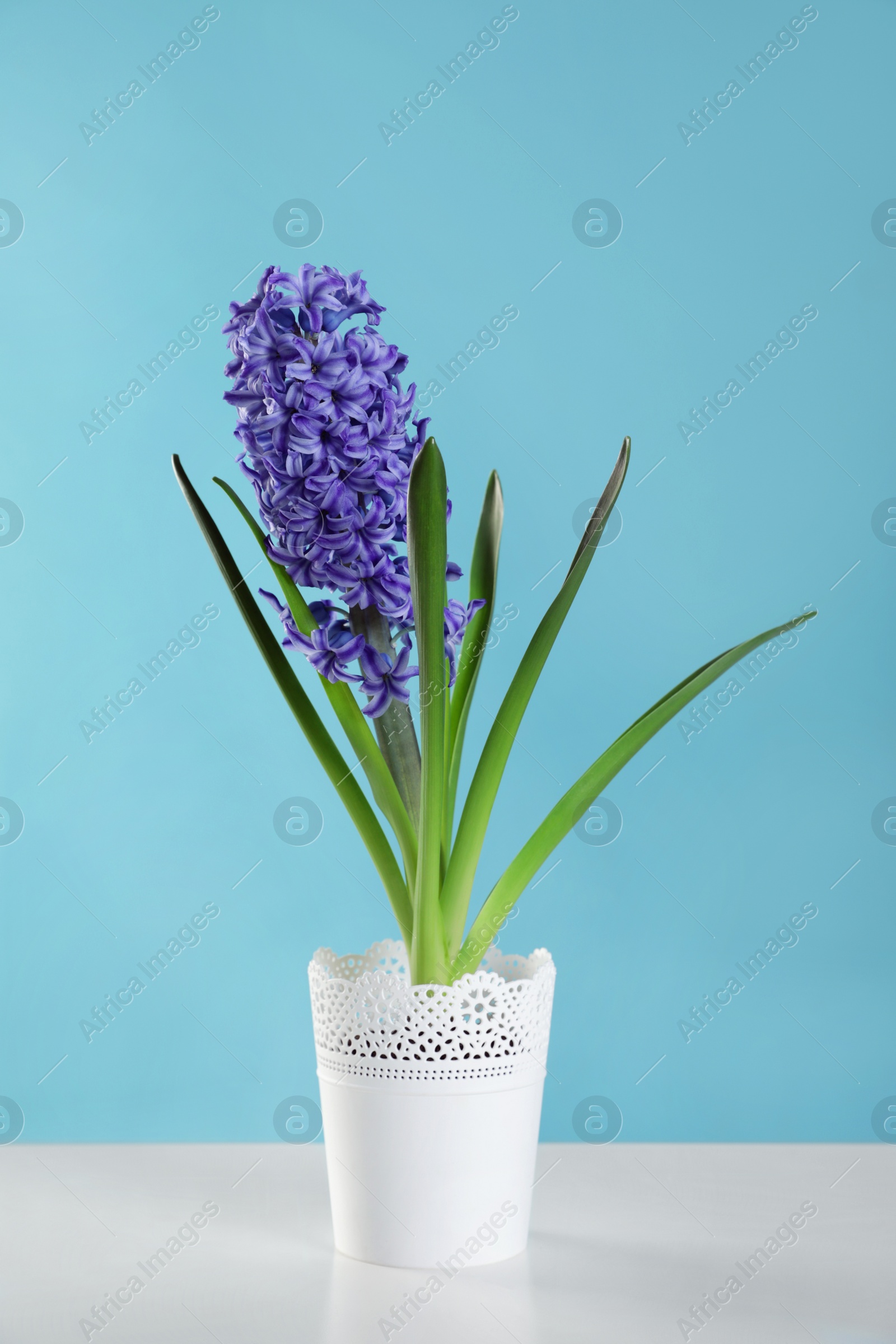 Photo of Beautiful hyacinth in pot on table against color background. Spring flower