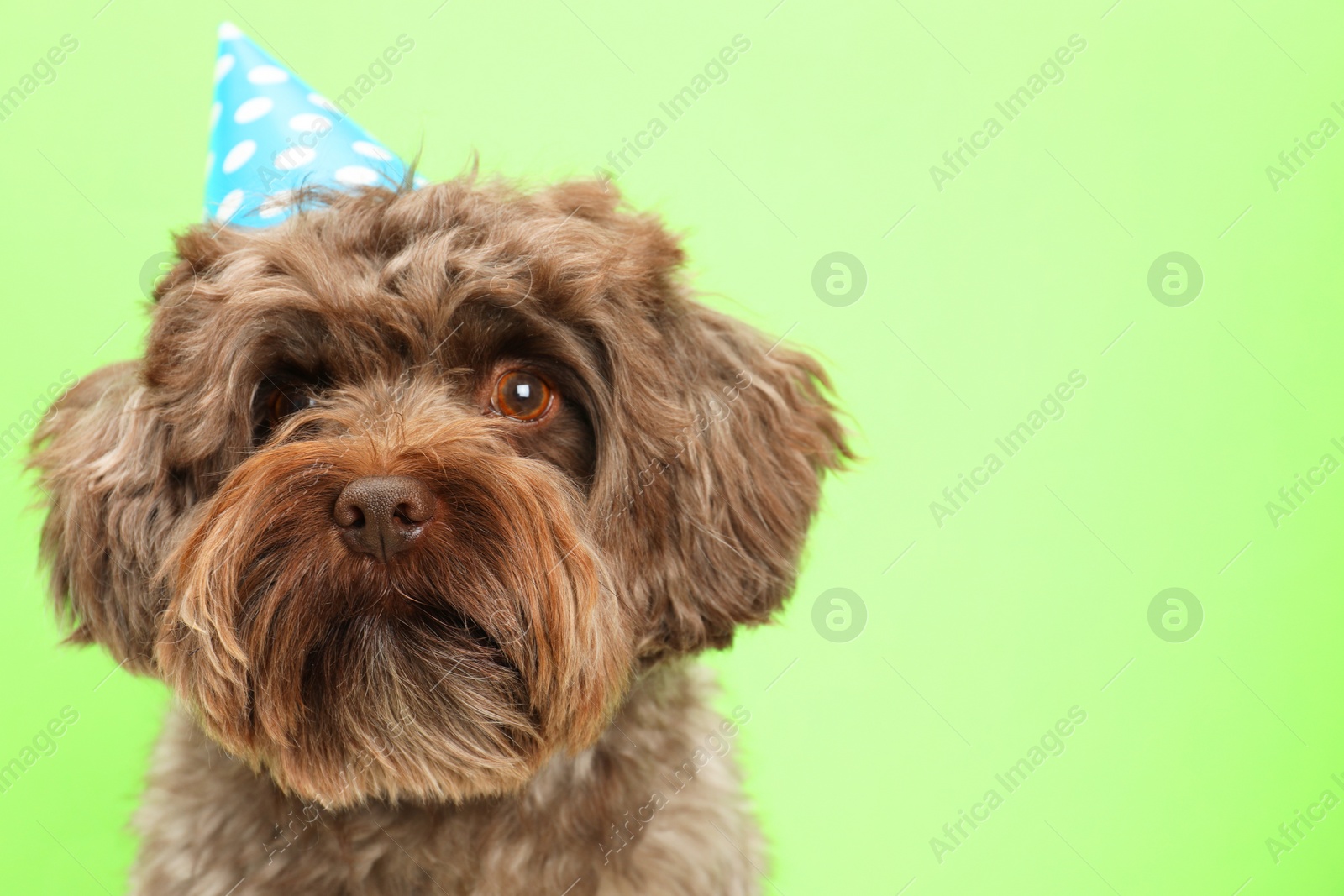 Photo of Cute Maltipoo dog wearing party hat on green background, space for text. Lovely pet