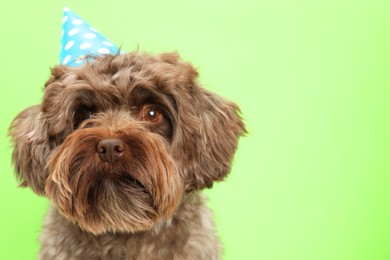 Photo of Cute Maltipoo dog wearing party hat on green background, space for text. Lovely pet