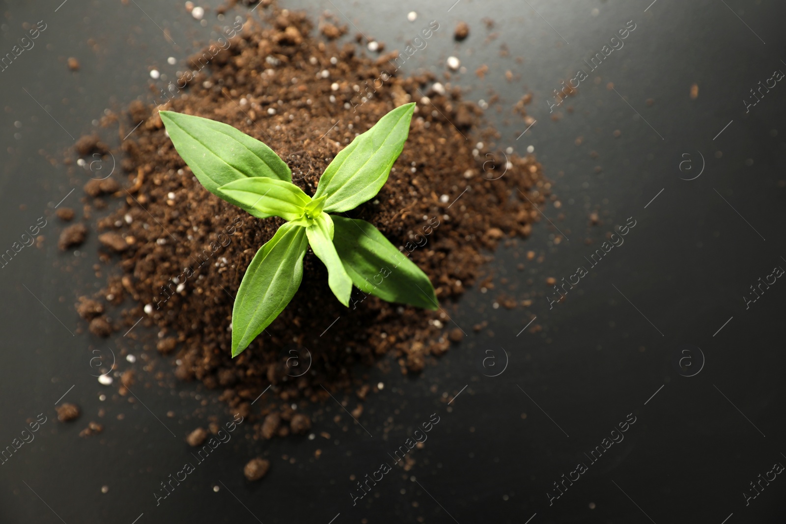 Photo of Pile of soil with young seedling on table, top view. Space for text