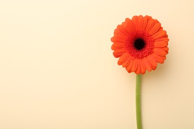 Photo of Beautiful orange gerbera flower on beige background, top view. Space for text