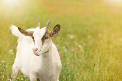 Photo of Cute goat in field on sunny day, space for text. Animal husbandry