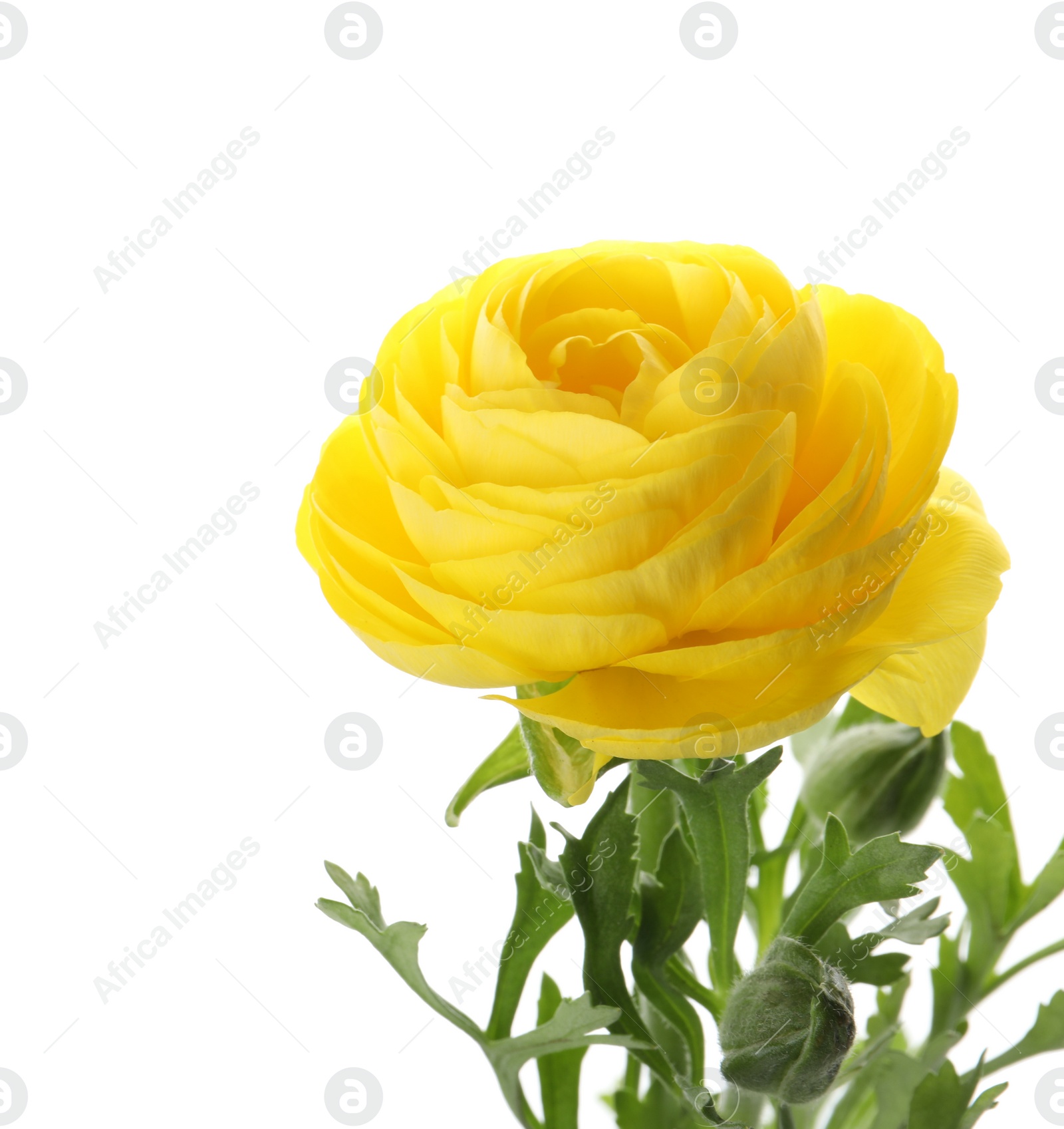 Photo of Beautiful yellow ranunculus flower on white background