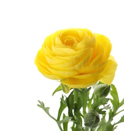 Photo of Beautiful yellow ranunculus flower on white background