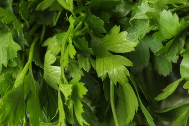 Photo of Fresh green parsley leaves as background, closeup