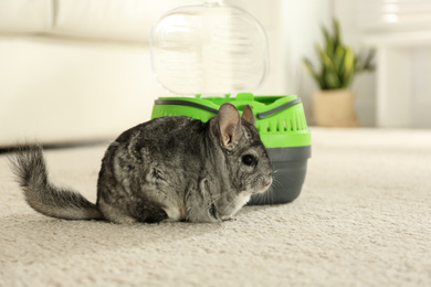 Photo of Cute grey chinchilla near carrier in room