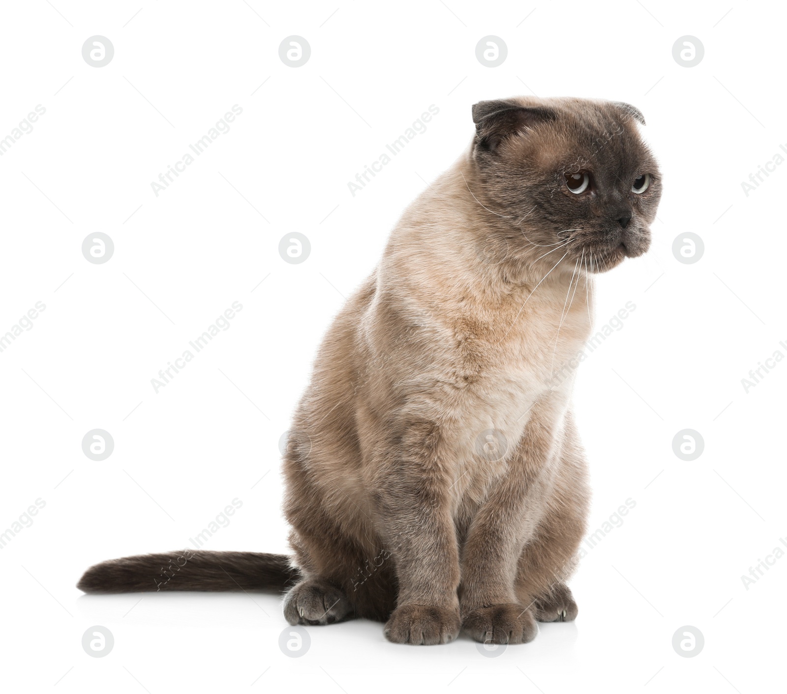 Photo of Cute Scottish fold cat on white background. Fluffy pet