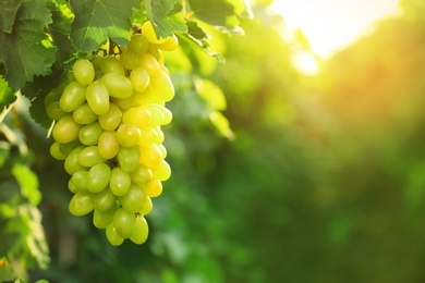 Photo of Bunch of fresh ripe juicy grapes against blurred background