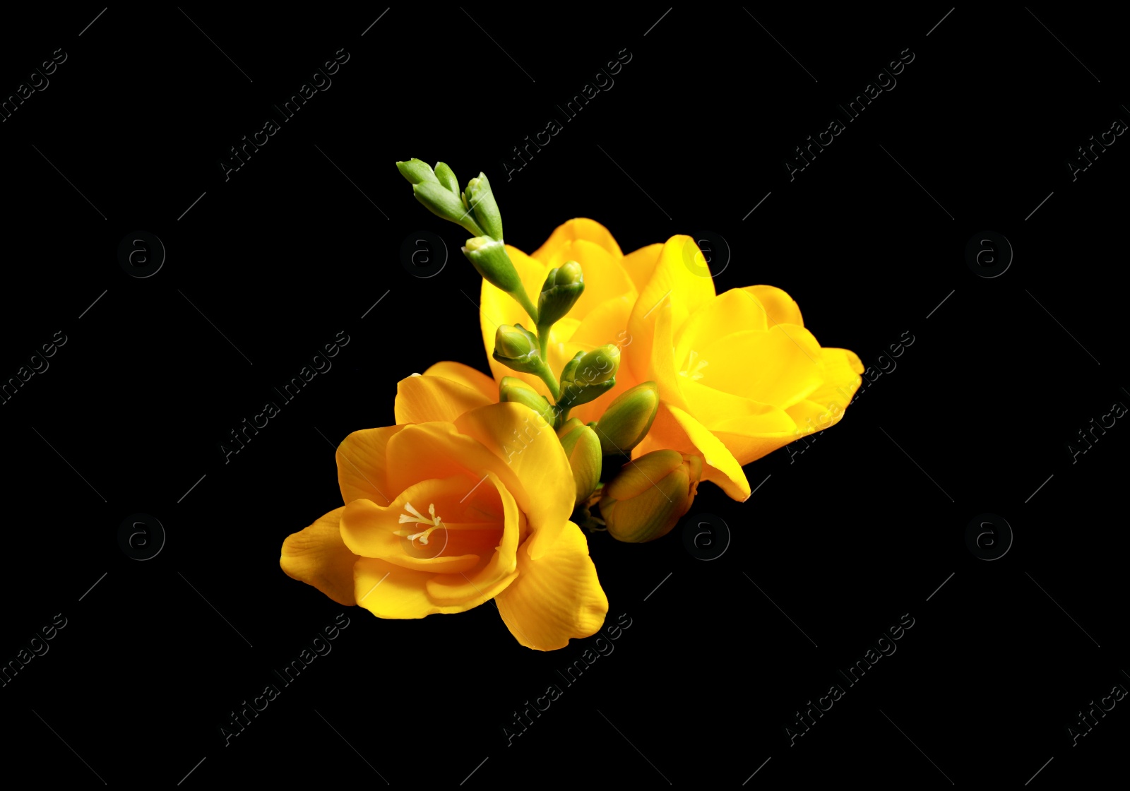 Photo of Beautiful yellow freesia flowers on black background