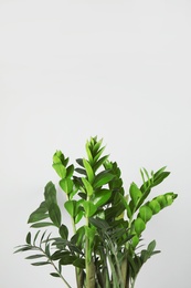 Photo of Beautiful Zamioculcas home plant on grey background, space for text
