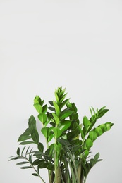 Beautiful Zamioculcas home plant on grey background, space for text