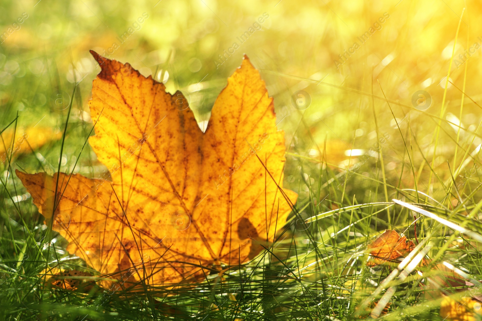 Photo of Beautiful fallen leaf among green grass outdoors on sunny autumn day, closeup. Space for text