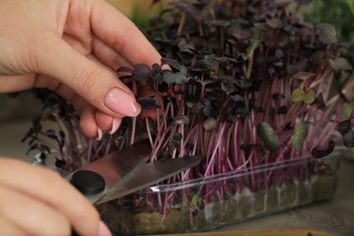 Photo of Woman with scissors cutting fresh radish microgreen at wooden table, closeup