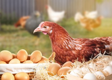Image of Fresh raw eggs and chicken on farm