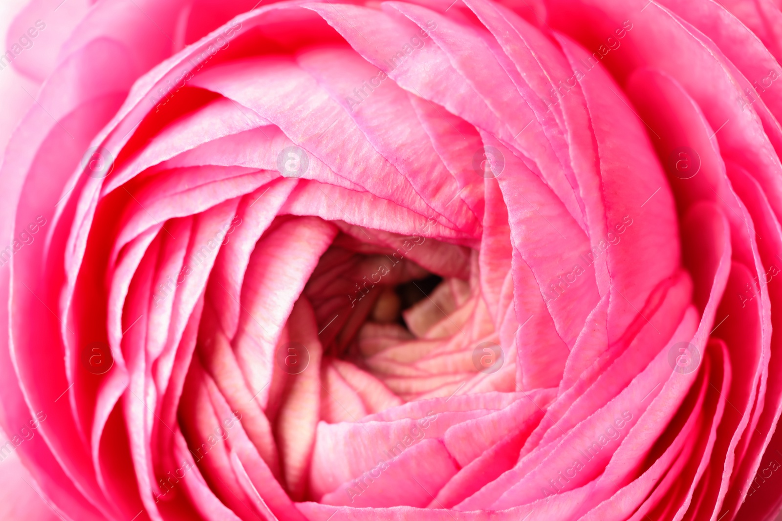 Photo of Closeup view of beautiful delicate ranunculus flower