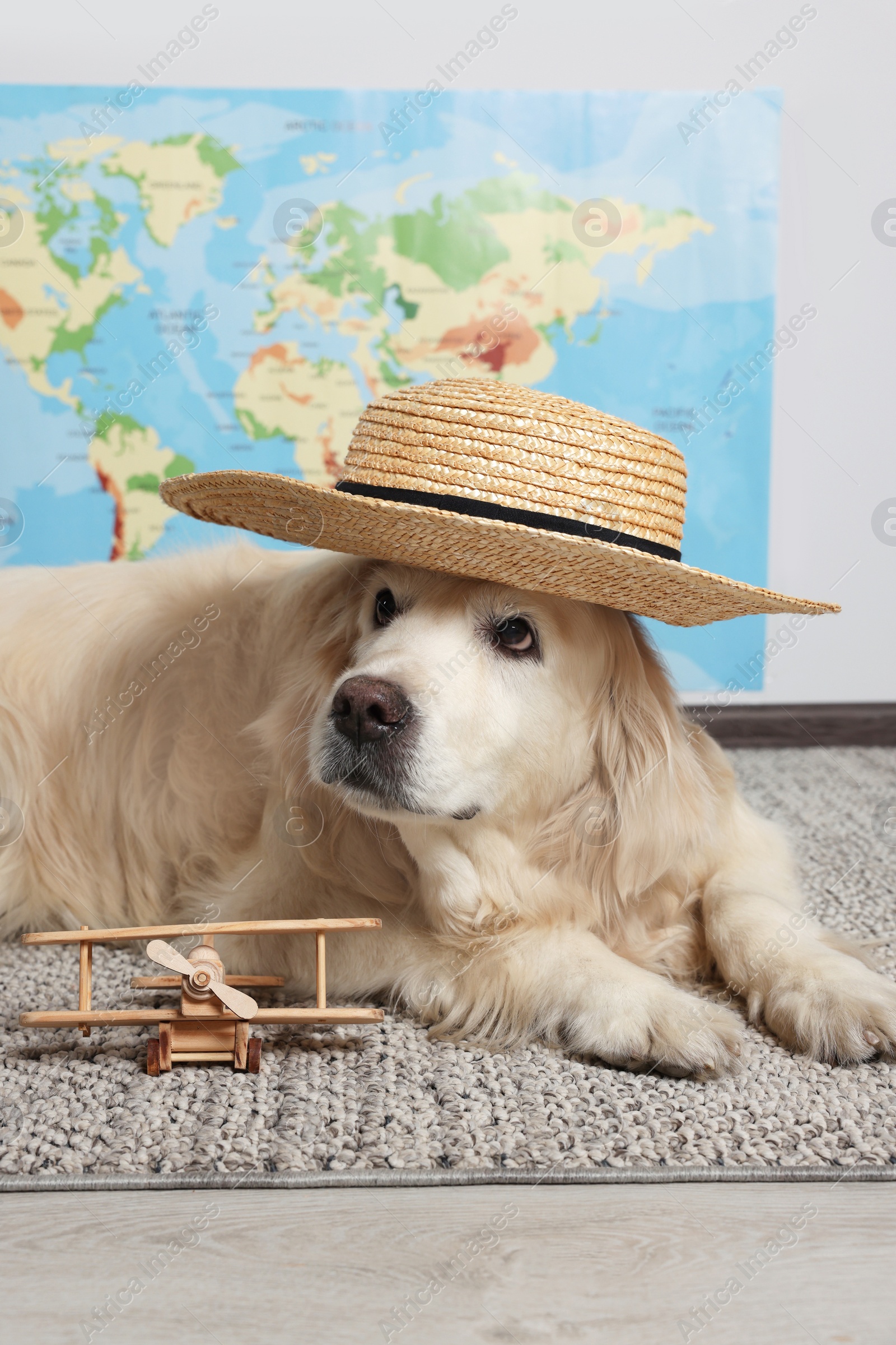 Photo of Cute golden retriever in straw hat near toy airplane on floor against world map indoors. Travelling with pet