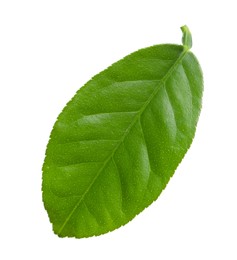 Green leaf of lemon tree isolated on white