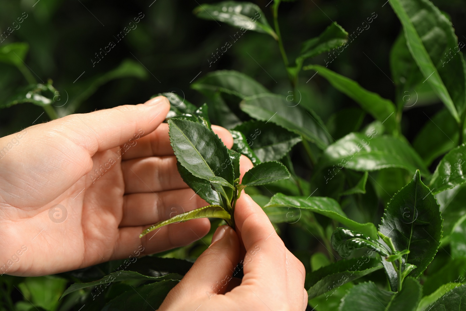 Photo of Farmer picking green tea leaves against dark background, closeup