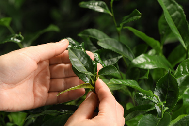 Farmer picking green tea leaves against dark background, closeup