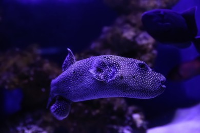 Beautiful tropical puffer fish swimming in aquarium