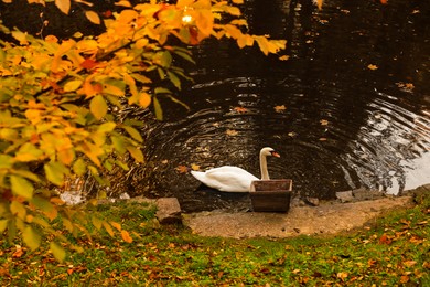 Photo of Beautiful swan in lake and fallen yellow leaves in park