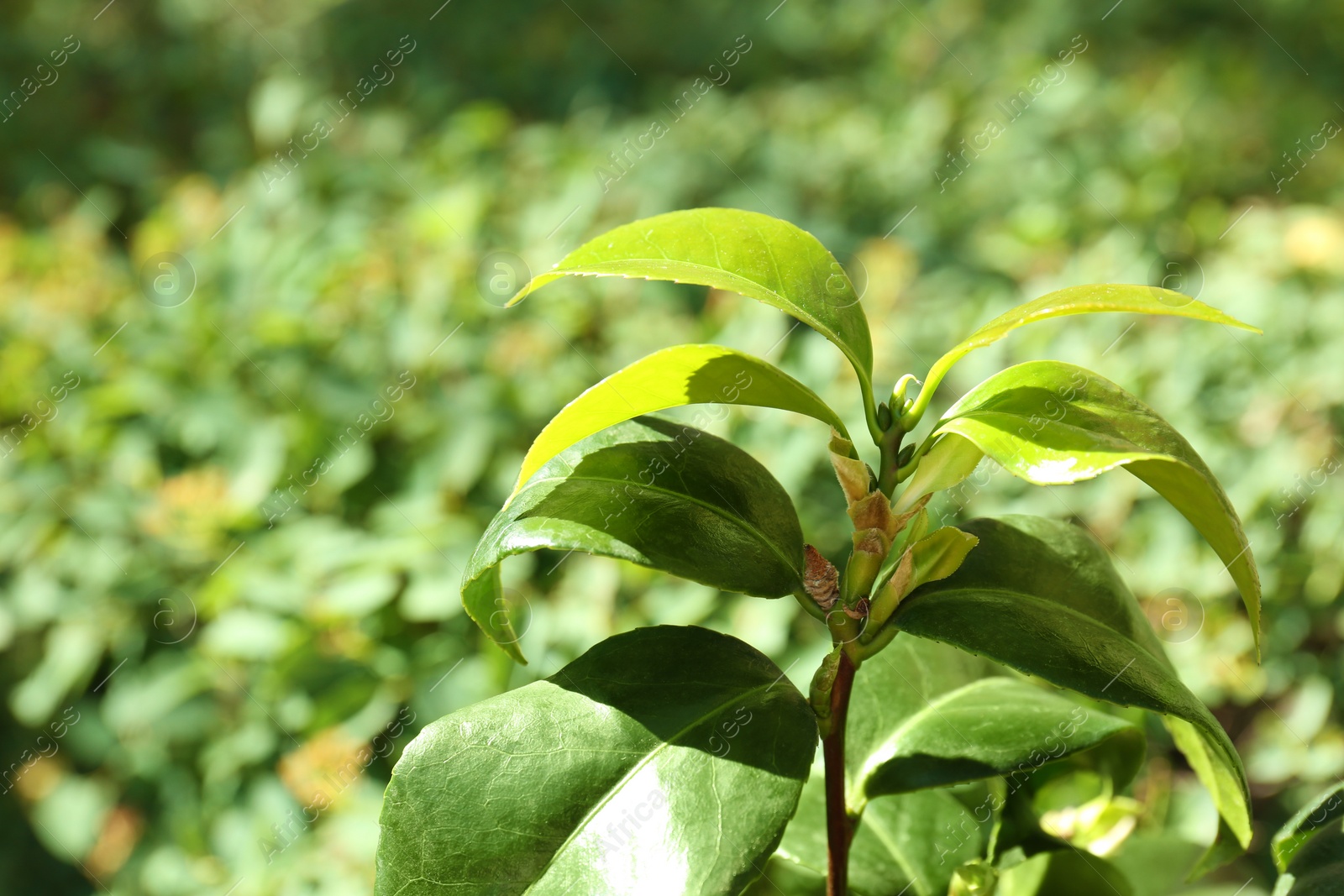 Photo of Tea shrub with green leaves outdoors on sunny day, closeup